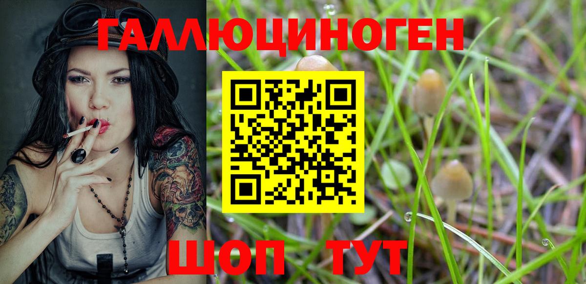 Псилоцибиновые грибы Psilocybe Котовск