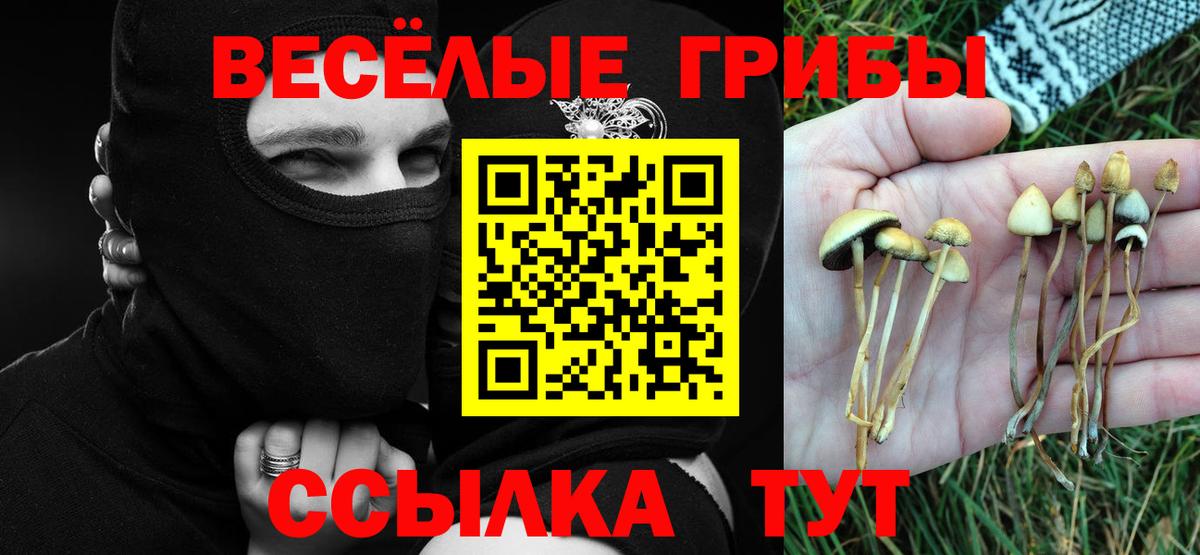 Псилоцибиновые грибы Psilocybine cubensis  закладка  Котовск  Вход с VPN 